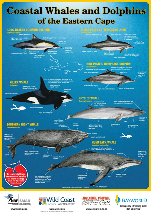 Wildcoast Dolphin Research | Wild Coast